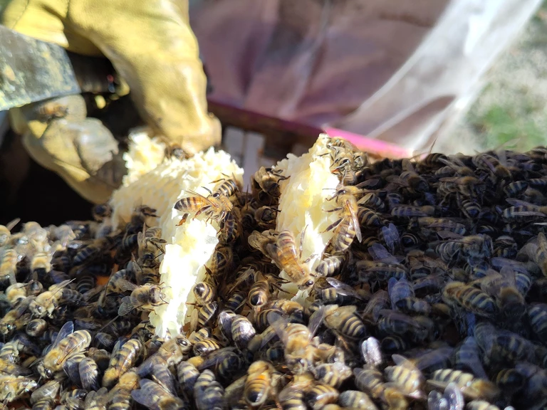 Nos engagements : - ÔDE AUX ABEILLES