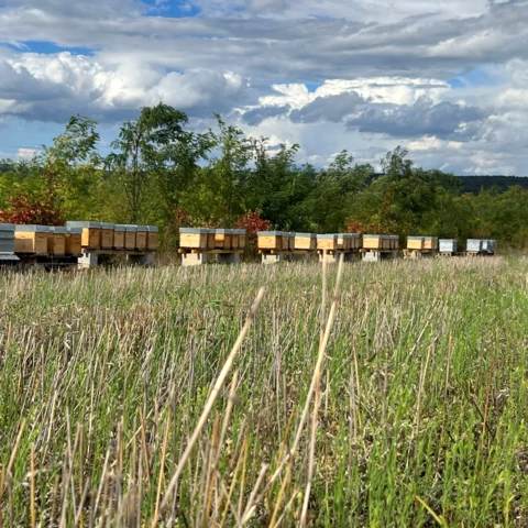 Ruchers - RUCHERS DU FOURNEAU