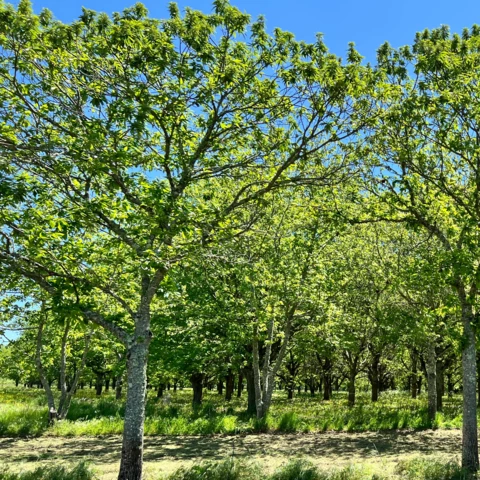 Les Vergers des Doud's