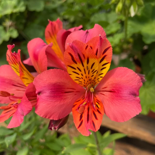 Galerie - Les Jardins de la Tour 