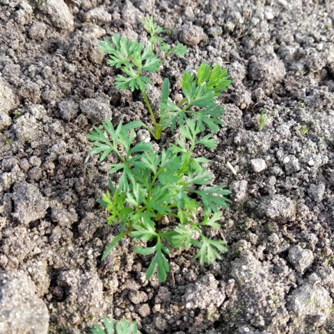 Semis de carottes - Au Jardin du Bonheur