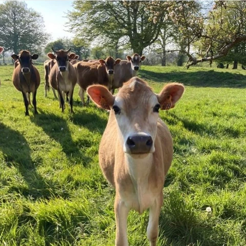 Lait 2 Jersiaises