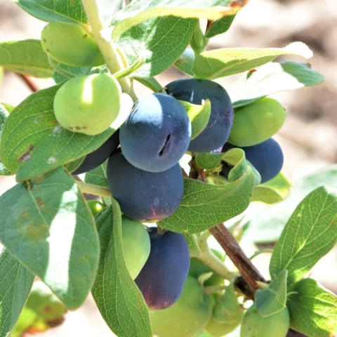 Des baies - Au Local de Genas