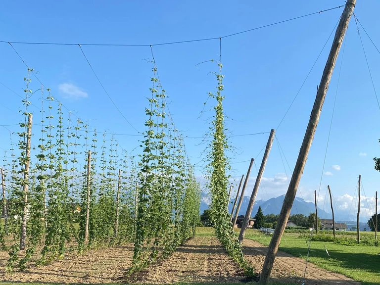 Notre Histoire - Houblon des Alpes