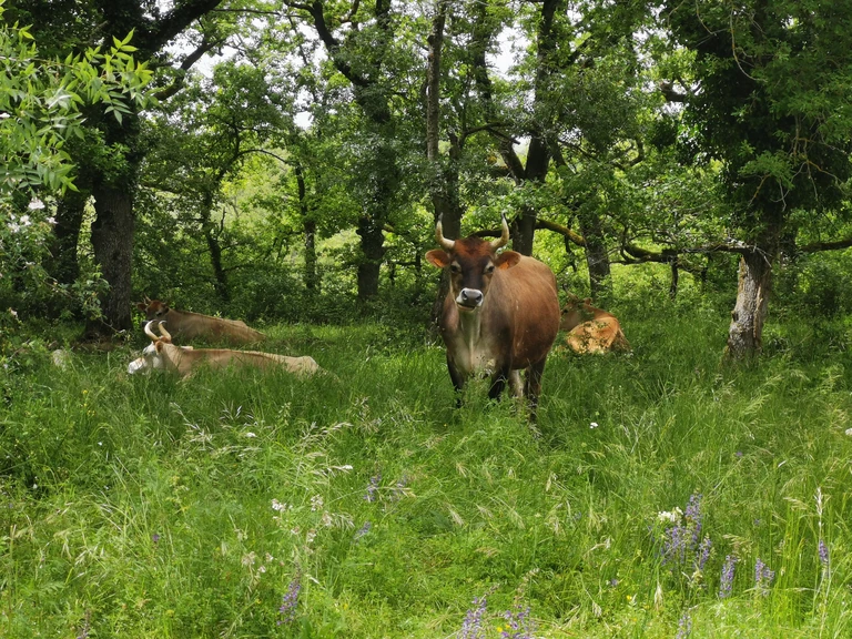 Boeuf Jersiais - La Ferme de Romane, EARL de Plaisance