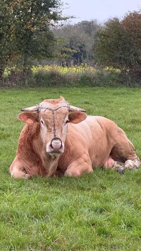 La ferme de sous la ville 