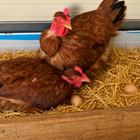 La Ferme De La Bauberie