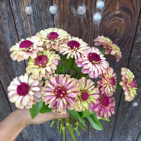 Ferme florale du Salabert