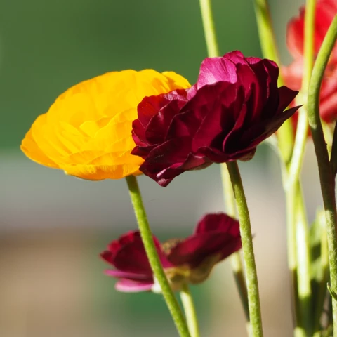 Ferme florale du Salabert