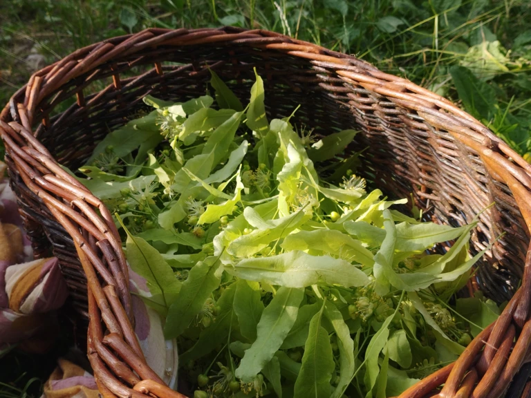 Redécouvrez les tisanes - Herbes et Butineries