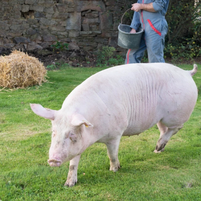 Galerie - Ty Pig