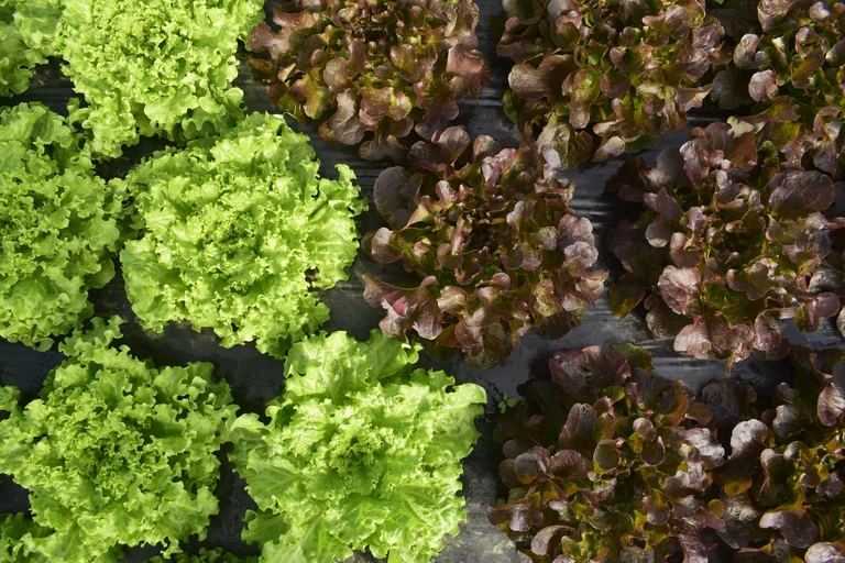 Producteurs partenaires - PLAINE TERRE
