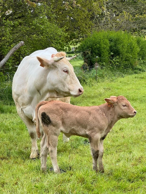 La ferme de sous la ville 