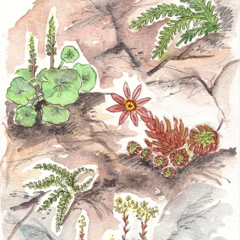 Inspirations Naturelles