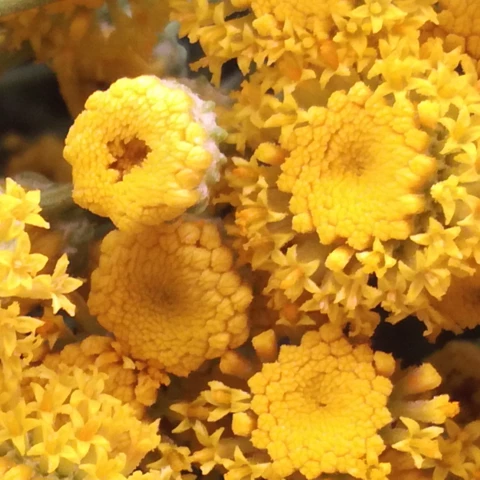 PEPINIERE DE FLEUR EN FLEUR