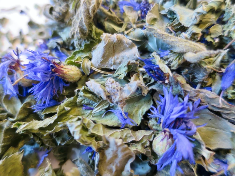 Les infusions poétiques - OYONA