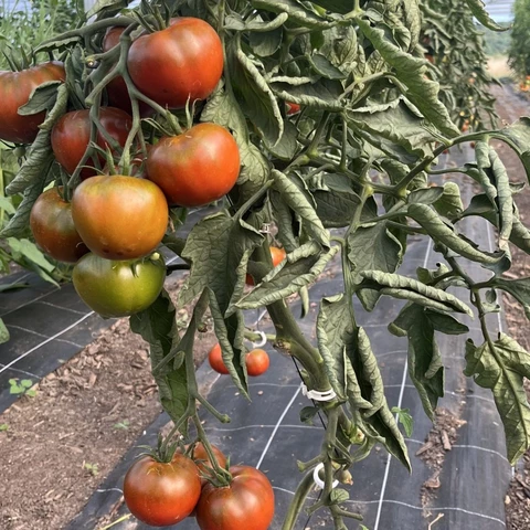 JARDIN EDULIS