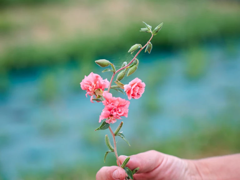 💧 Prendre soin de votre bouquet frais - Ferme florale de la Galagère