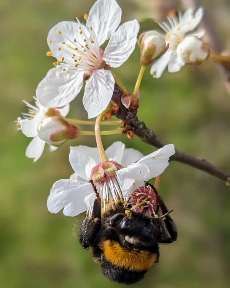 Notre vision de l’agriculture biologique - LA CLAIRIERE PAYSANNE