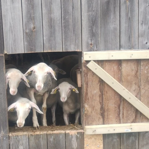 Bergerie de Kroaz Min