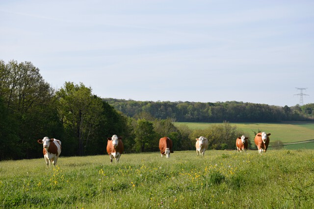 Galerie - La ferme de l'Oze