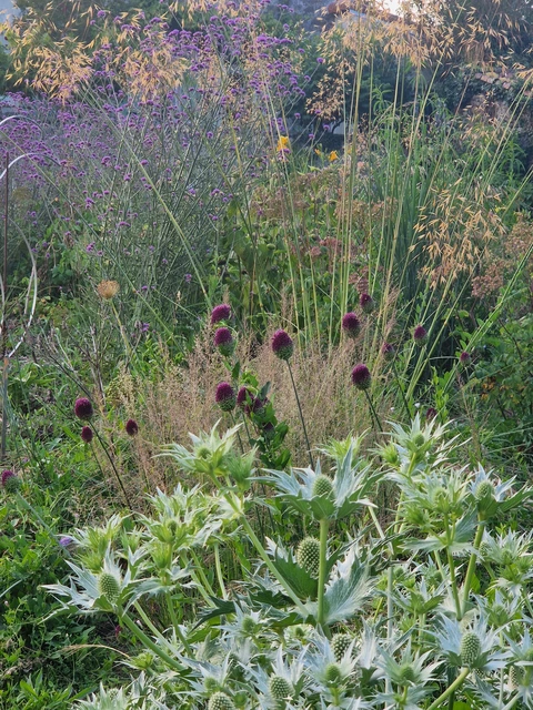 PEPINIERE DE FLEUR EN FLEUR
