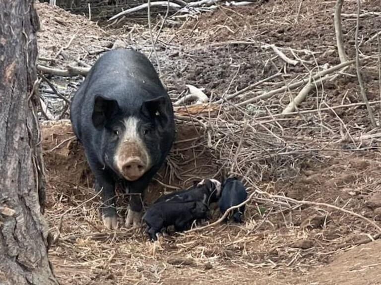 LE PORC NOIR PLEIN AIR