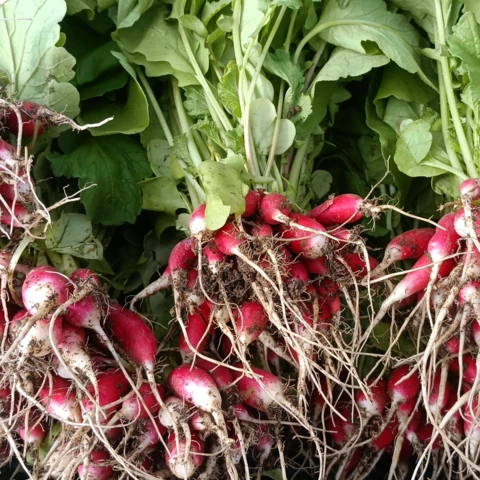 GAEC les petits bregeons