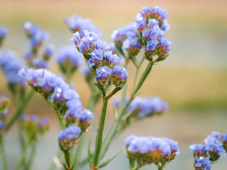 🌾 Prendre soin de votre bouquet à sécher - Ferme florale de la Galagère