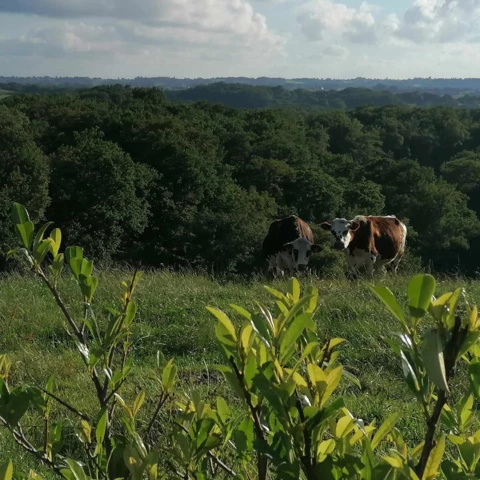 Les Délices de Nanou