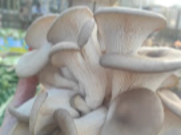 Les pleurotes frais bio - Les Joyeuses Pousses