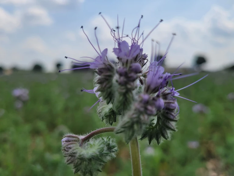 🐝 Apiculteurs récoltants engagés – Miels de notre ferme (18) - Les Fabuleuses du Berry