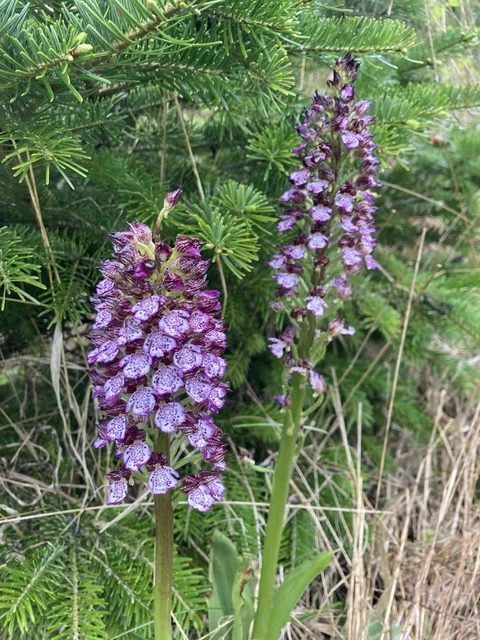 LES VERGERS DE SAUVAGNAS