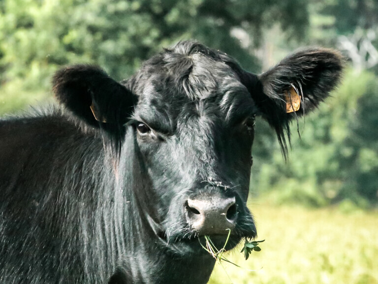 LE BOEUF BLACK ANGUS