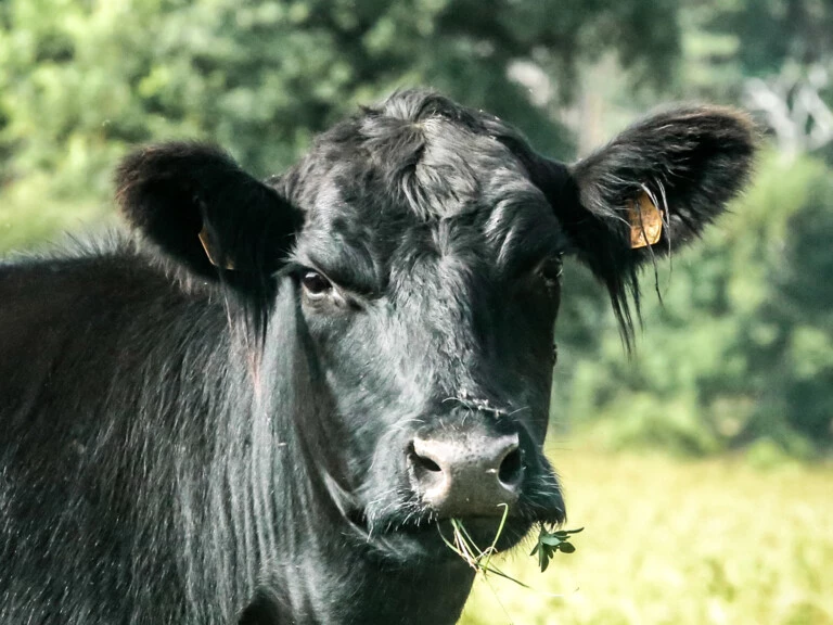 LE BOEUF BLACK ANGUS