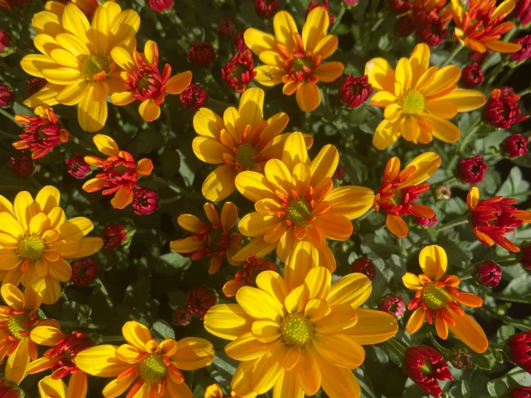 Plantes de la Toussaint - Les Jardins de la Tour