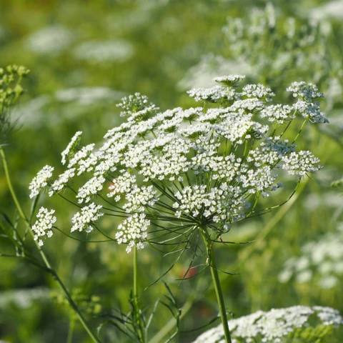 Ferme florale du Salabert