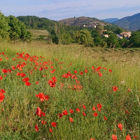 Graine d'Hirondelle