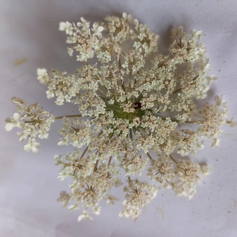 L'Harmonie des Simples