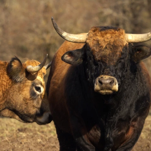 La Ferme de  Cabr'à roque