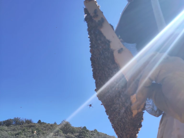 Qui sommes-nous ? - ÔDE AUX ABEILLES