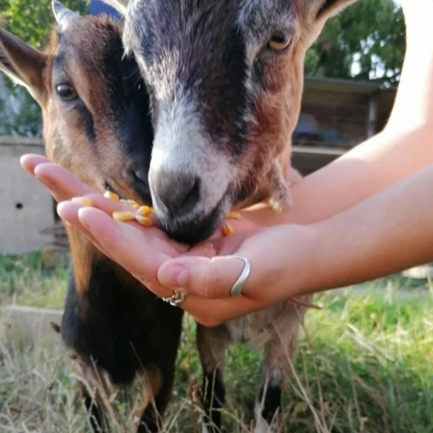 Les Délices de Nanou