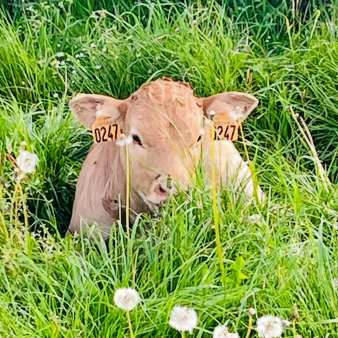 La ferme de sous la ville 