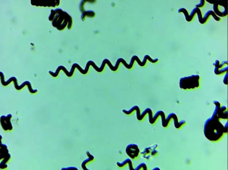 Analyses bactériologiques - Espirulina