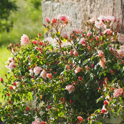 Ferme florale du Salabert