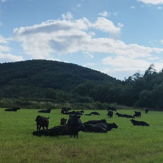 Galerie - LA FERME DE  L'ETOILE NOIRE