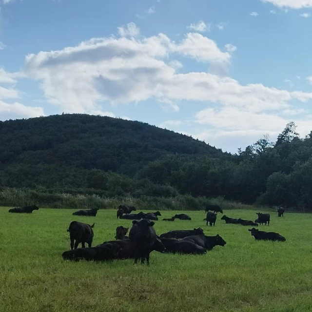 Galerie - LA FERME DE  L'ETOILE NOIRE