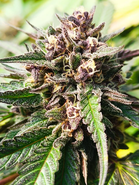 Biscanna 40