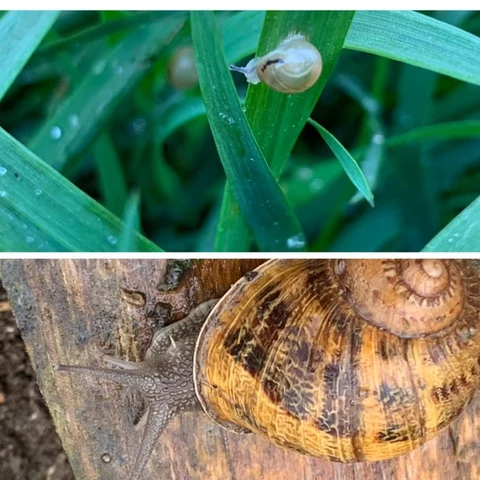 L'Escargot de Mouliherne