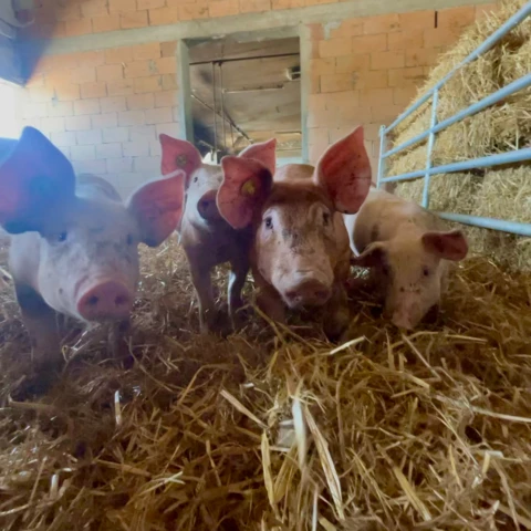 Ferme de pré levey